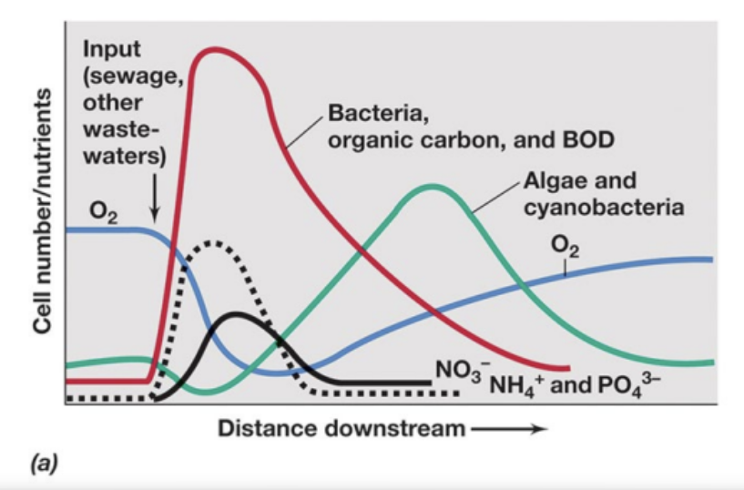 Oxygen-sag curve downstream of an organic-waste input: bacteria, organic carbon, and BOD spike while dissolved O2 drops; released nutrients (NO3-, NH4+, PO4 3-) then fuel an algae and cyanobacteria bloom as O2 recovers