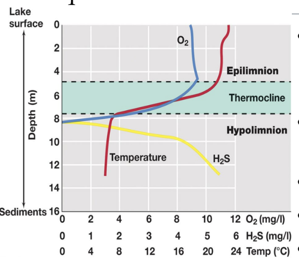Depth profiles in a stratified temperate lake — O2, temperature, and H2S vs depth — showing the warm oxygenated epilimnion, the thermocline, and the cold, low-O2, H2S-rich hypolimnion