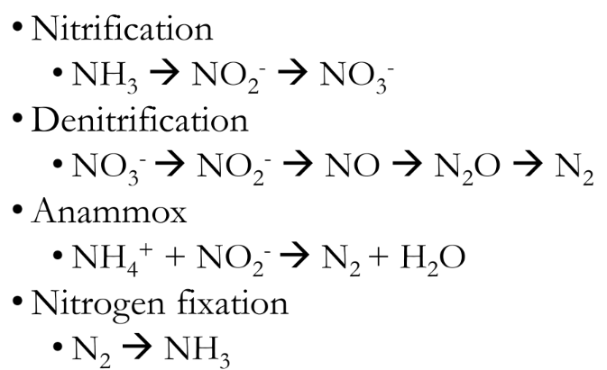 The nitrogen cycle — nitrogen fixation converts N2 to NH3; nitrification oxidizes NH3 to NO2- then NO3-; denitrification and anammox return nitrogen to N2 gas.