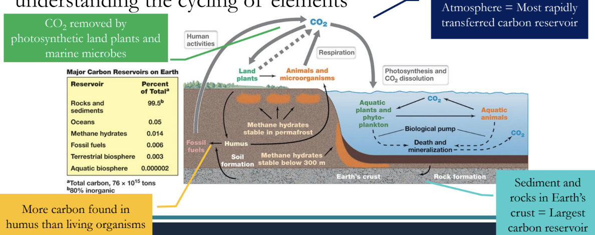 Earth's carbon reservoirs and their relative sizes — sediments and rocks hold by far the most carbon, while the atmosphere holds comparatively little but cycles it fastest.