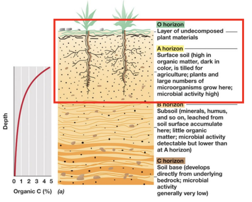 Soil profile: O, A, B, C horizons; organic carbon decreases with depth, and microbial activity is highest in the O and A surface horizons